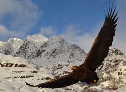 Flyvende ørn og fjell