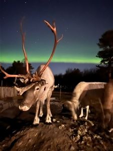 Reinsdyr og nordlys