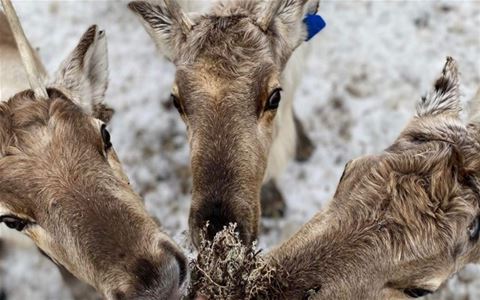 Mating av tre reinsdyr