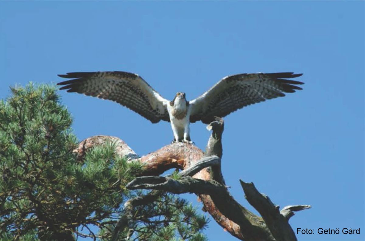 Fischadler Safari auf Getnö - Lake Åsnen Resort image 1