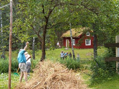 Slåtter i hembygdsparken