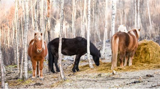 Few horses in a forest