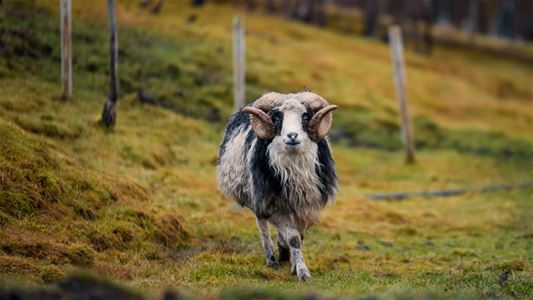 A sheep