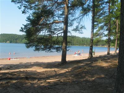 Pines in the shade, a sandy beach with some people sunbathing and swimming.