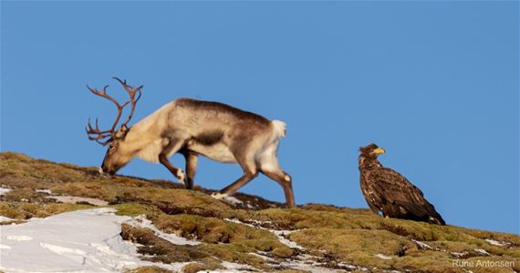 Reindeer and eagle up close