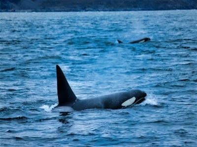 Two whales in the sea