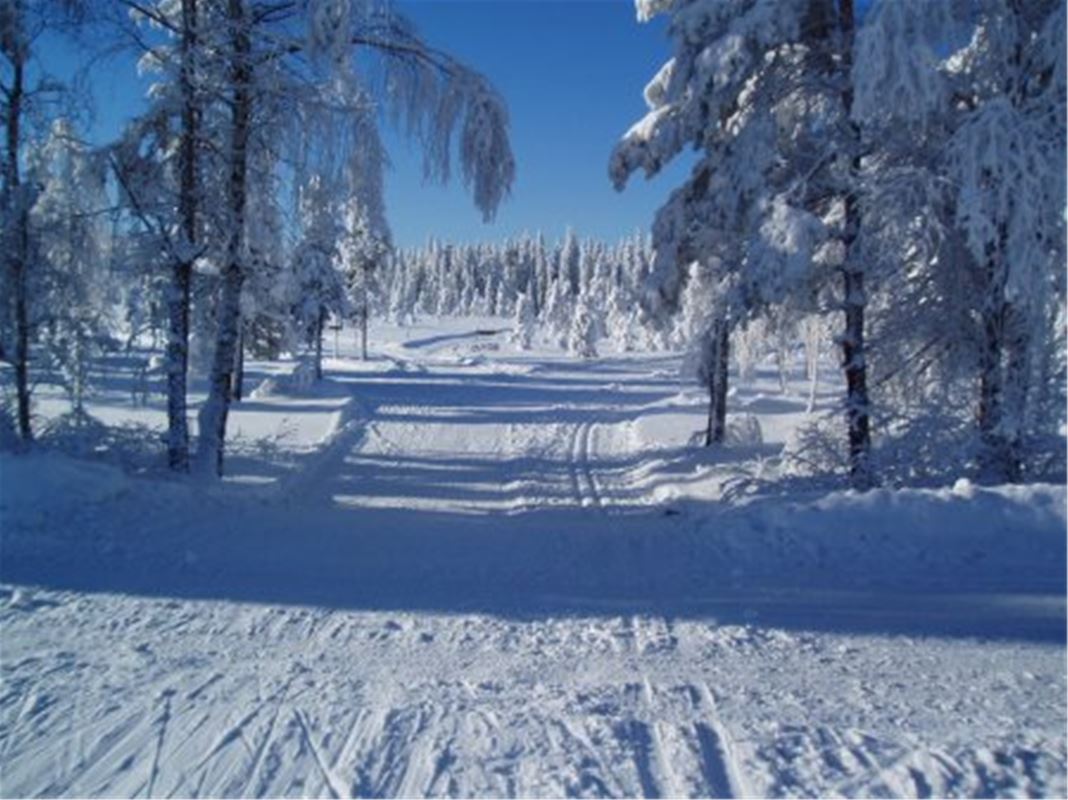 Skidspår dragna mellan snöiga träd en solig dag.