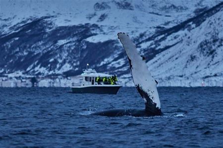 Whale shows its fin
