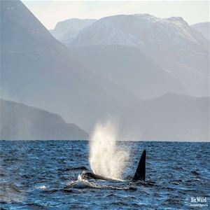 Whale blows out water