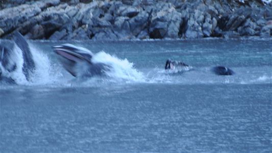 Flere spekkhoggere som hopper