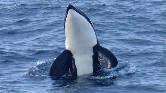 Spekkhogger som hopper