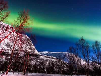Northern Lights shimmers through the forest