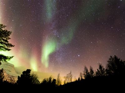 Aurora over the dark forest