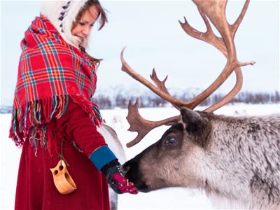 A Sami person feeding a reindeer