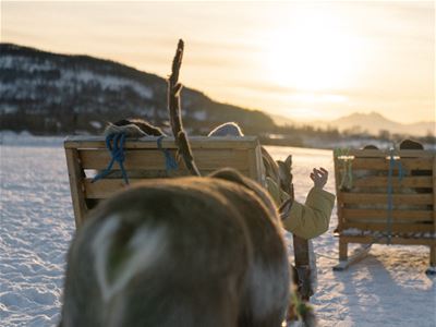 Reindeer Sledding