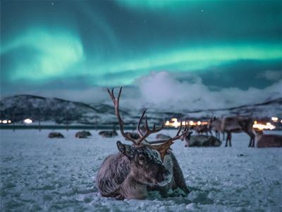 Reindeer and northern lights