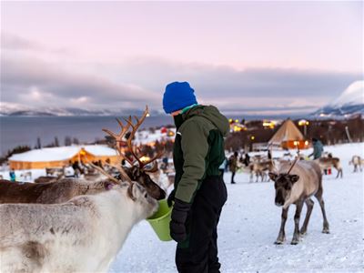 Guest feeding reindeers