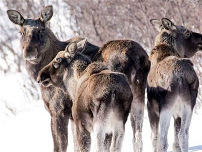 Moose flock