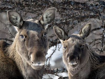 A mother moose and a moose calf