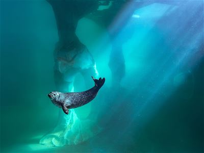 En sæl under vannet