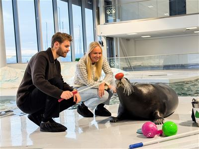 To gjester som leker med sælen