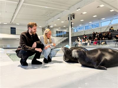 To gjester som observerer sælen