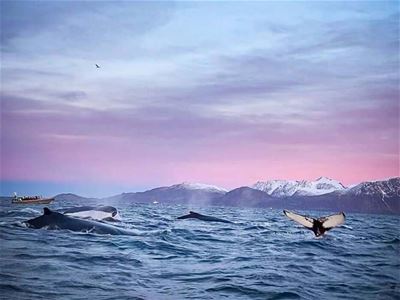 Hvaler hopper og leker en del framfor båten