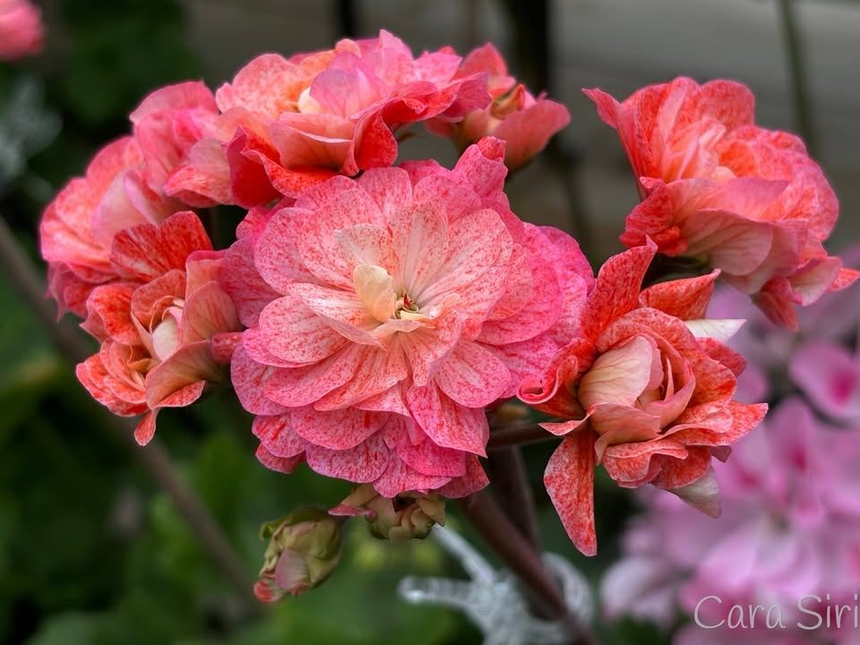 Med hjärta för pelargoner - från frö till egen planta