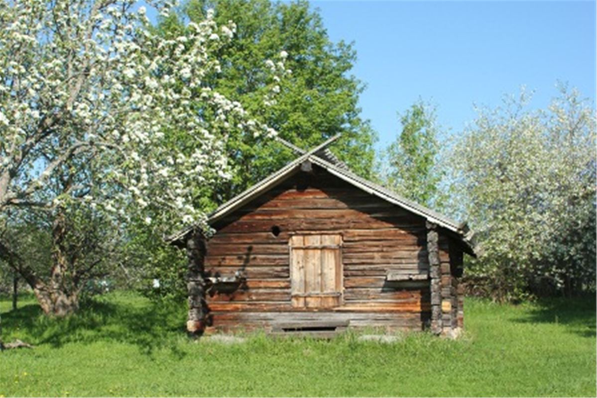 Log building and flowering apple trees
