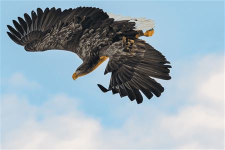 Bilde av ørn som flyr over båten