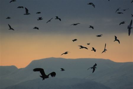 Masse fugler samler seg