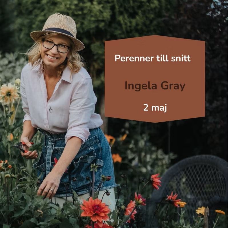 Föreläsning: Perenner till snitt - med Ingela Gray