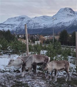 Reinsdyr i innhegning