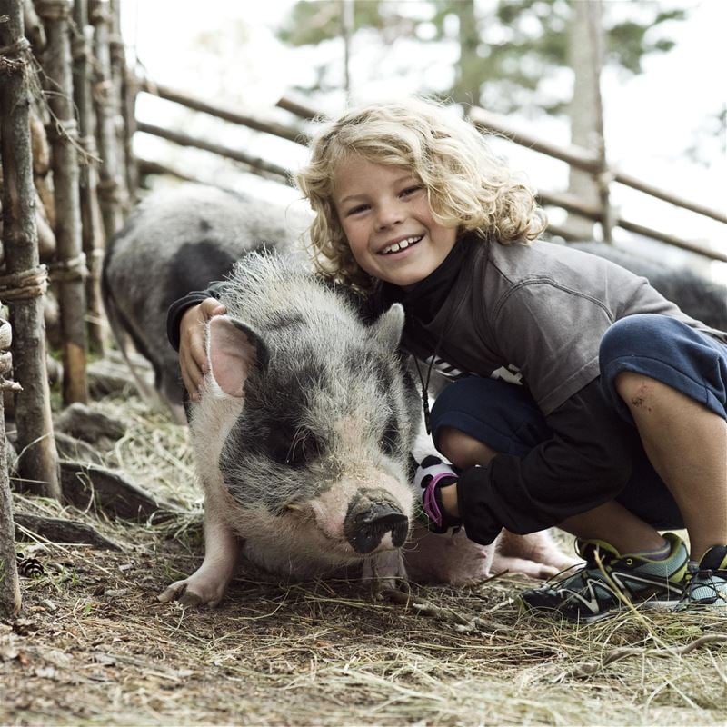 A boy with a black and white pig