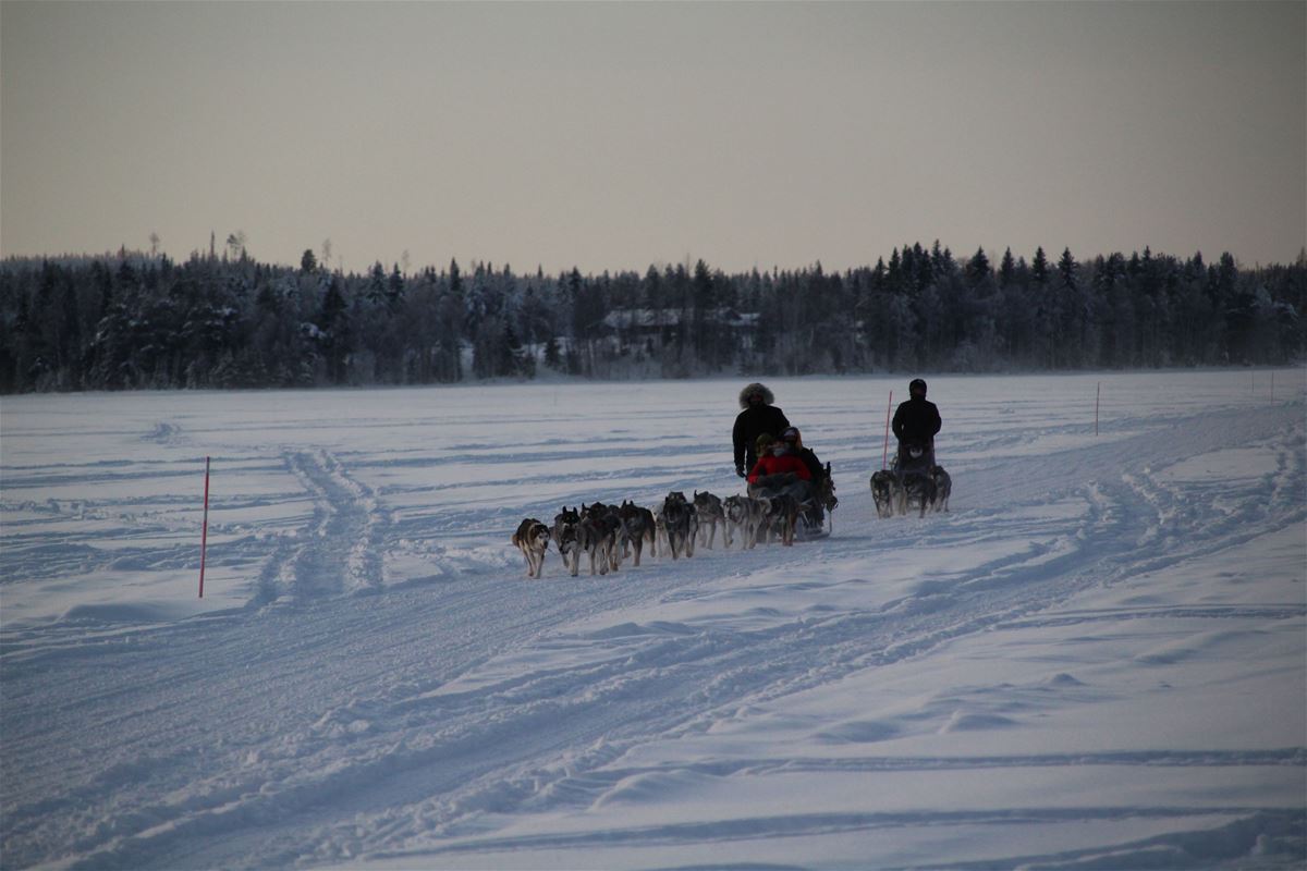 Laplands Wild Paws image 1