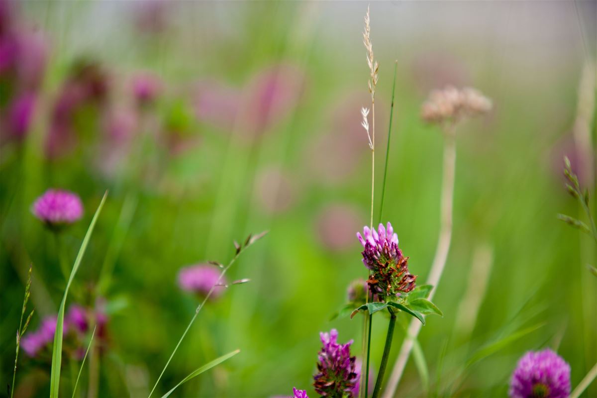Natur och kultur i Rökå image 1