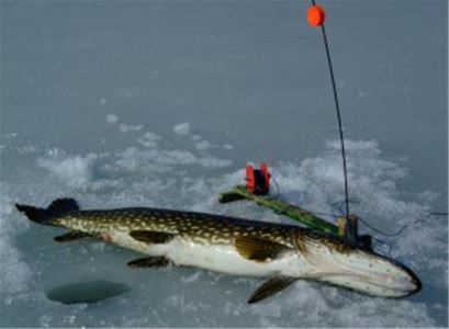 A freshly caught pike lying on the ice.