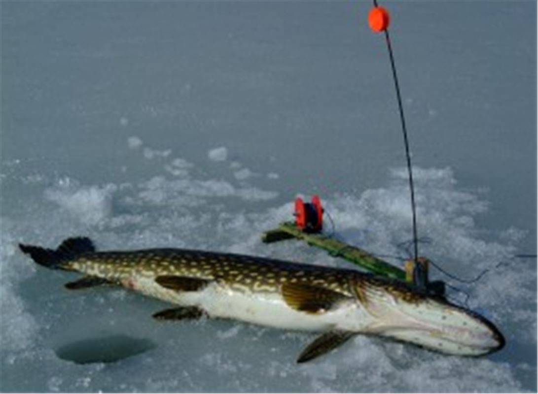 A freshly caught pike lying on the ice.