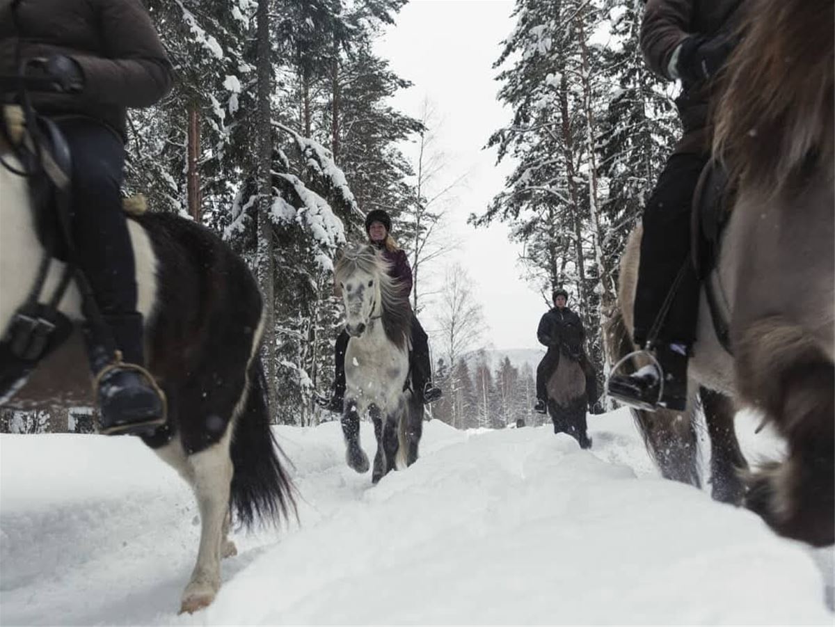 Rid på vikingars vis hos Hälsinge Ridupplevelser image 1