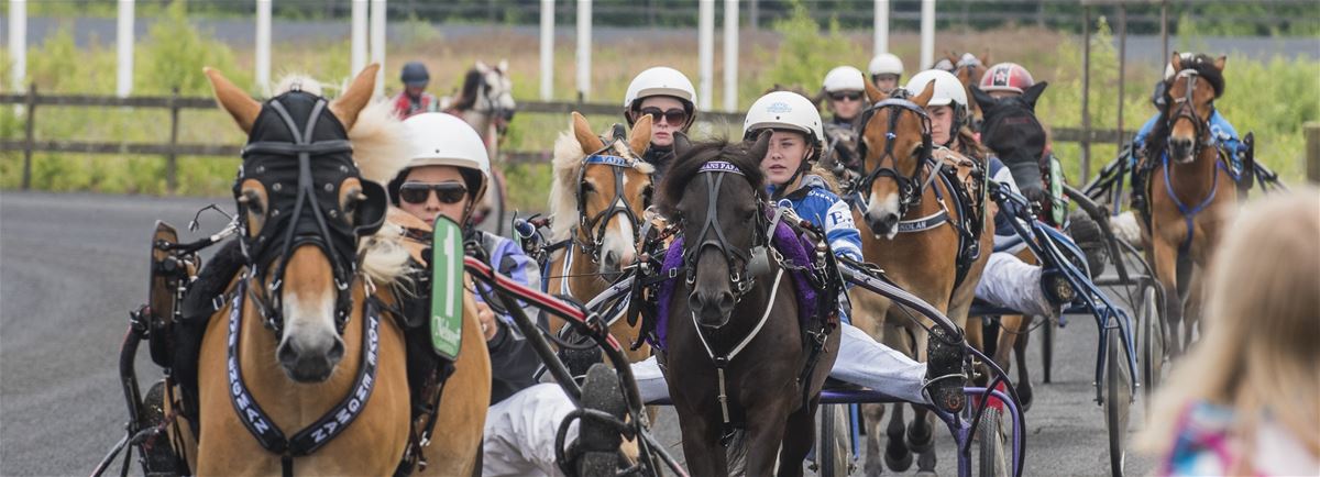 Prova på trav image 1