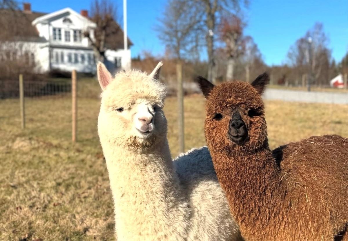 Alpackapromenad image 1