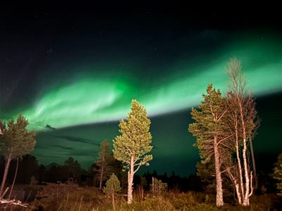 Trær og nordlys