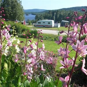 Storsjö Camping & Trädgård