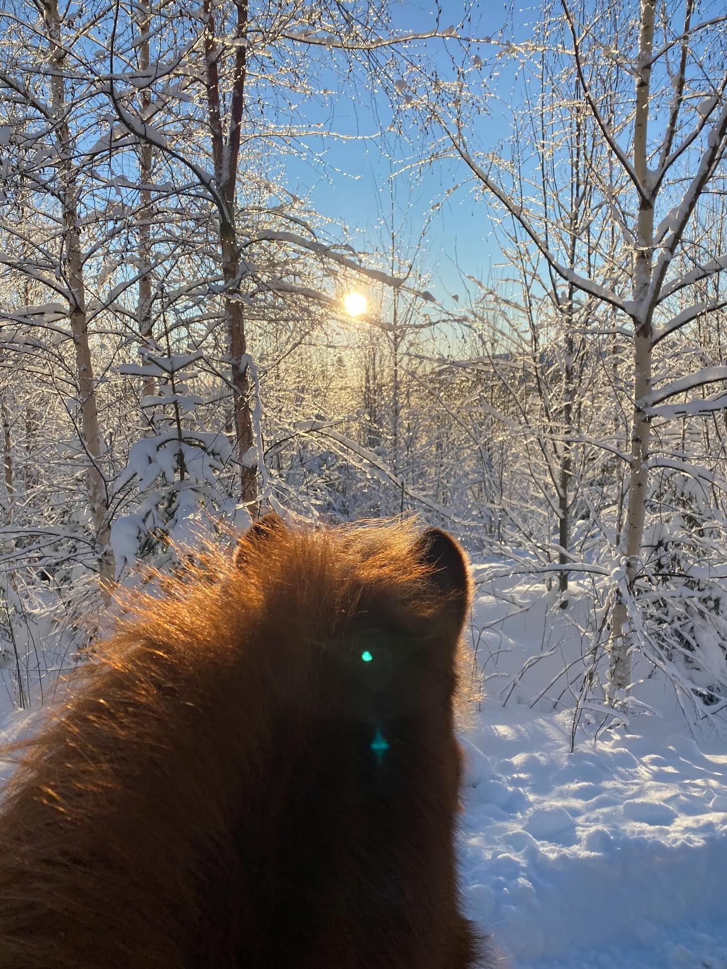 Sportlov - stalldag på Halls Gård i Hassela