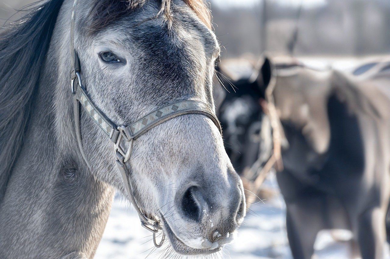 Sportlov - ridläger i Harmånger