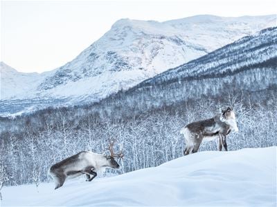 To Reinsdyr i vinterlandskap