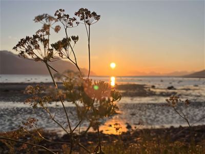 En strand og midnattsolen