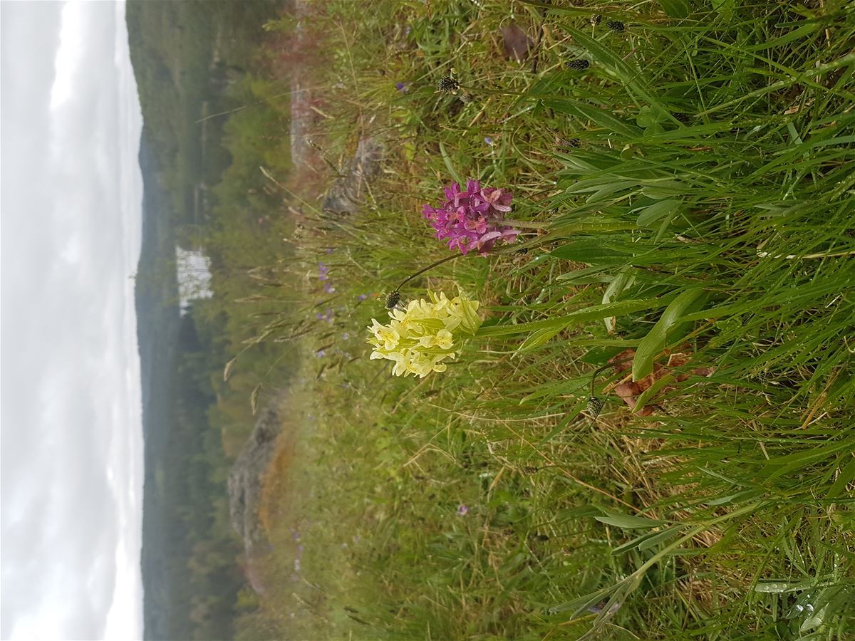 Guidning runt Idhults naturreservat. En förtrollad plats! image 1