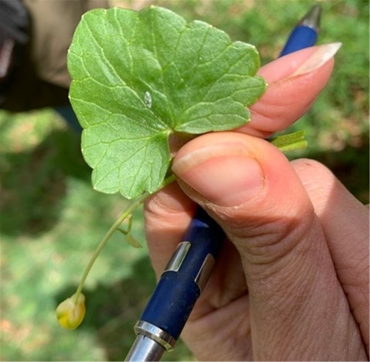 Upptäck naturens apotek med vår örtbiolog Helena! image 1