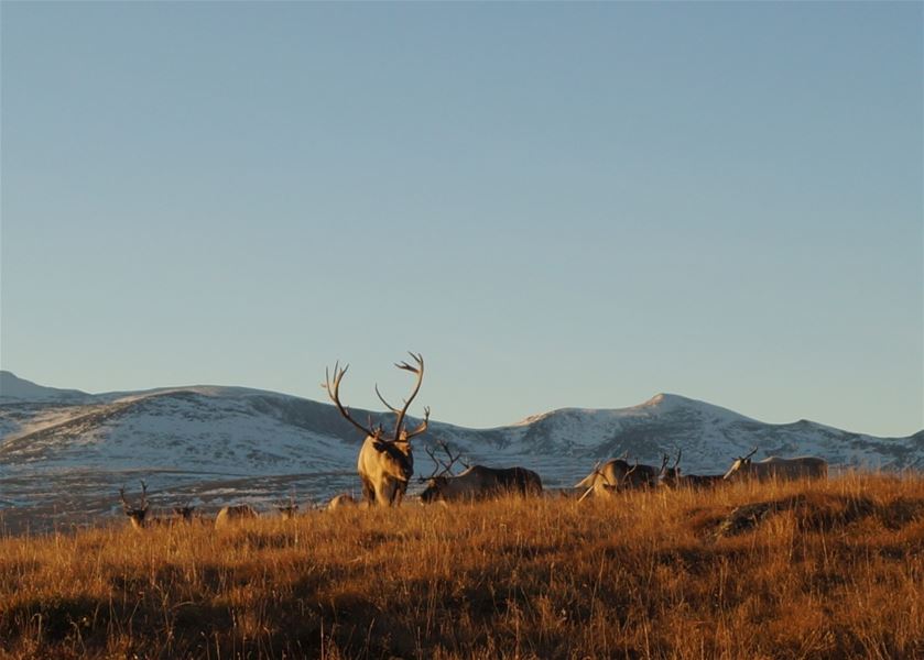Reindeer standing in a mountain landscape with autumn colors and snow‑covered peaks in the background.